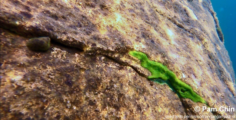 Izinga Island 05